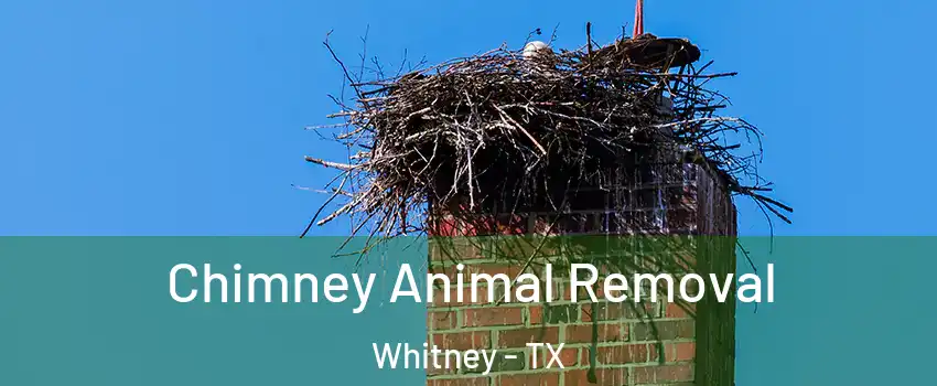 Chimney Animal Removal Whitney - TX