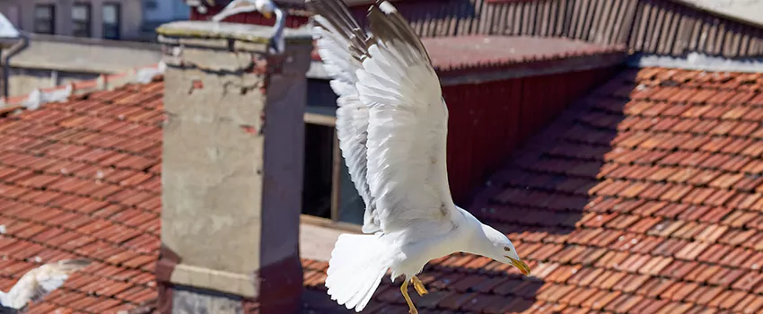 Residential Chimney Animal Removal Solution in Whitney, TX